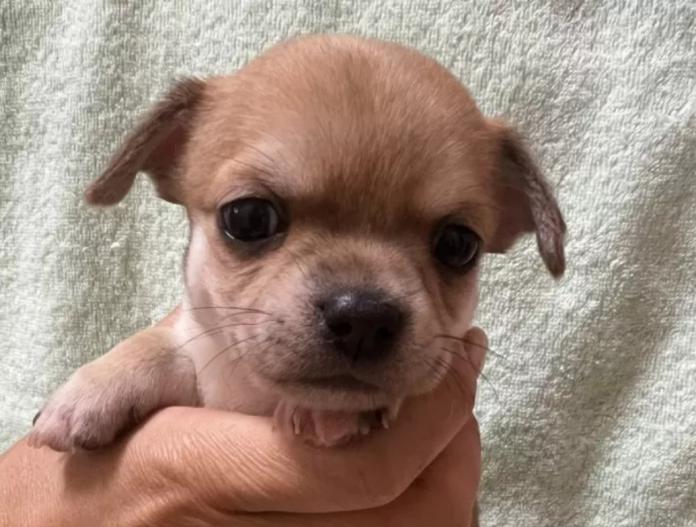 チワワ(スムース)(千葉県・女の子・2025/11/19・レッド)の子犬情報! | 加納 大ブリーダー(934)