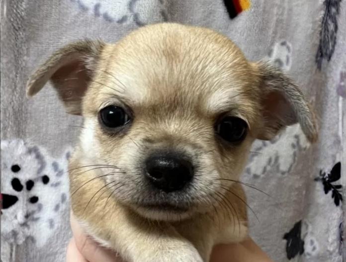 チワワ(スムース)(千葉県・女の子・2025/11/19・レッド)の子犬情報! | 加納 大ブリーダー(934)