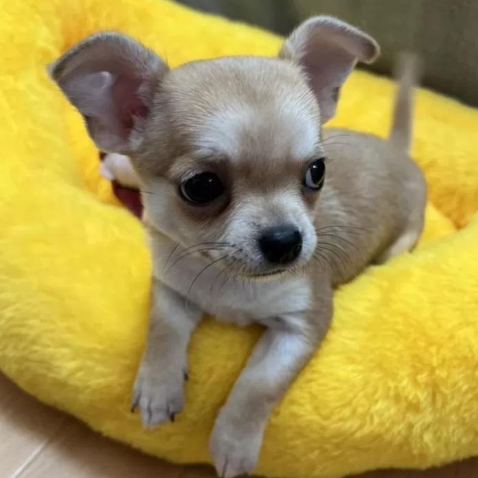 チワワ(スムース)(千葉県・女の子・2025/11/19・レッド)の子犬情報! | 加納 大ブリーダー(934)