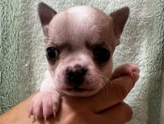 チワワ(スムース)(千葉県・女の子・2025/11/19・パーティ)の子犬情報! | 加納 大ブリーダー(935)