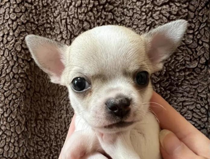 チワワ(スムース)(千葉県・女の子・2025/11/19・パーティ)の子犬情報! | 加納 大ブリーダー(935)