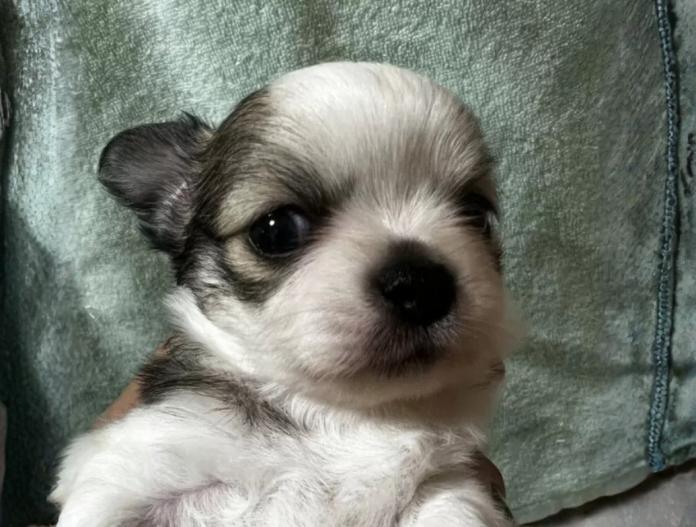 チワワ(ロング)(千葉県・男の子・2025/11/19・パーティ)の子犬情報! | 加納 大ブリーダー(936)