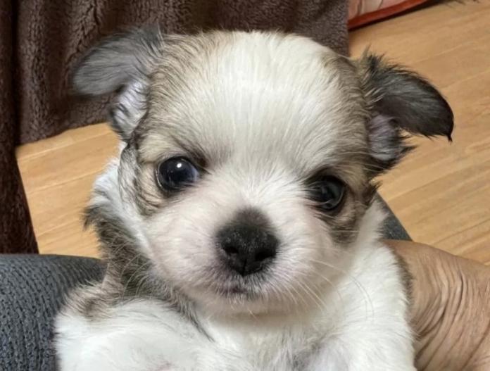 チワワ(ロング)(千葉県・男の子・2025/11/19・パーティ)の子犬情報! | 加納 大ブリーダー(936)