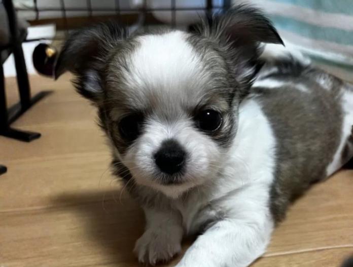 チワワ(ロング)(千葉県・男の子・2025/11/19・パーティ)の子犬情報! | 加納 大ブリーダー(936)