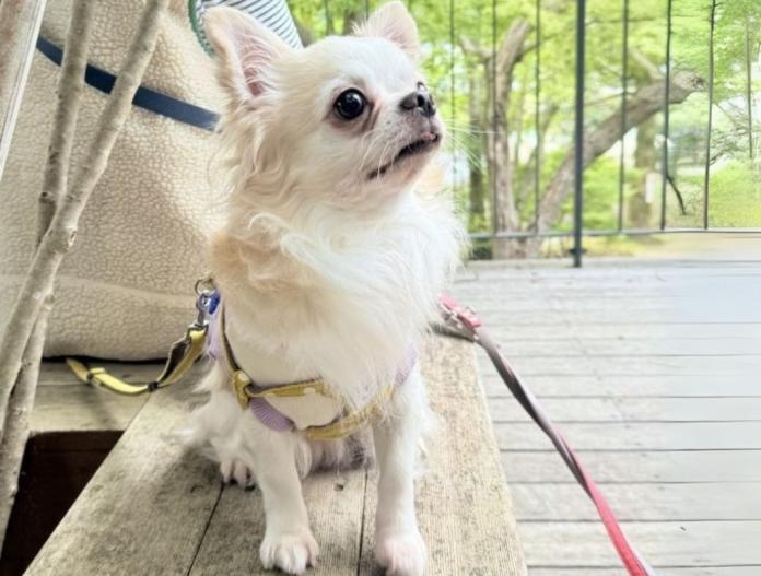 親犬のプロフィール画像
