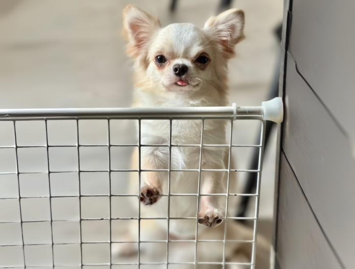 親犬のプロフィール画像