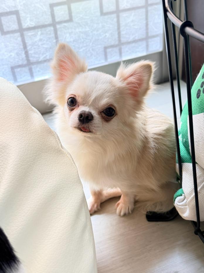 犬のプロフィール画像