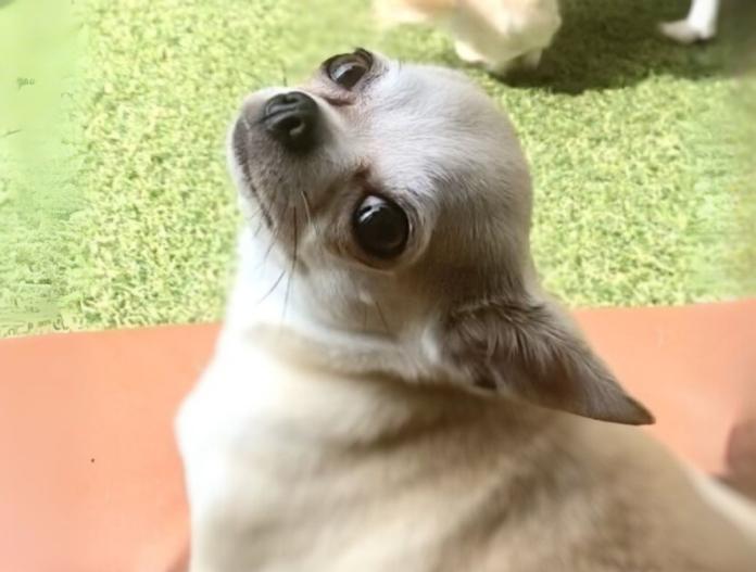 親犬のプロフィール画像