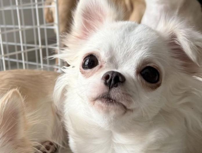 犬のプロフィール画像
