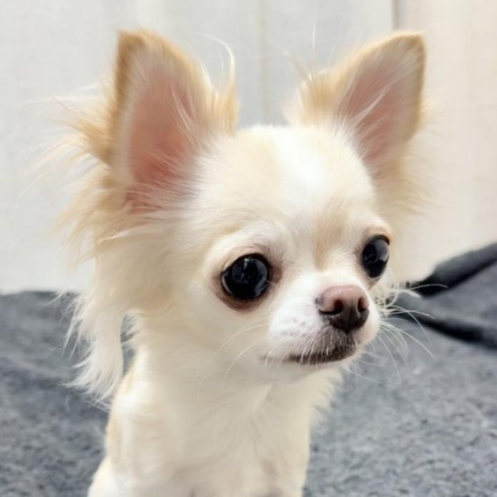 犬のプロフィール画像