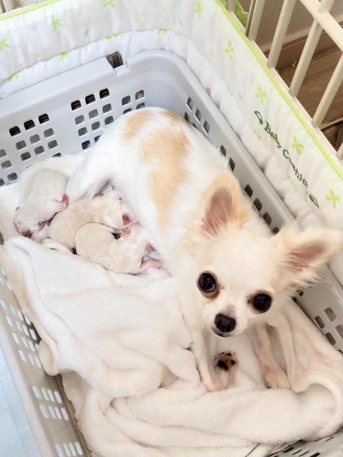 犬のプロフィール画像