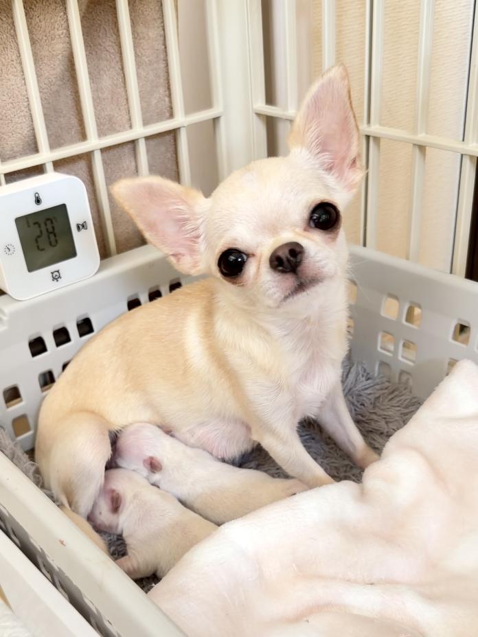 犬のプロフィール画像