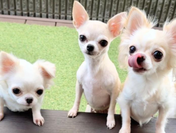 ブリーダー、犬に関する画像