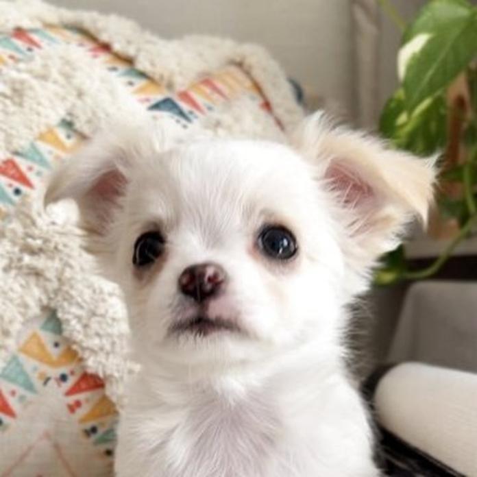 チワワ(ロング)(静岡県・男の子・2026/02/18・クリームホワイト)の子犬情報! | 佐藤 景子ブリーダー(1324)