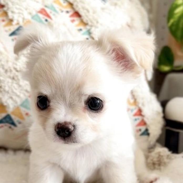 チワワ(ロング)(静岡県・男の子・2026/02/18・クリームホワイト)の子犬情報! | 佐藤 景子ブリーダー(1325)