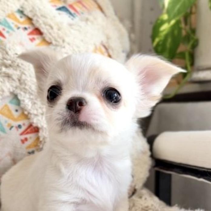 チワワ(ロング)(静岡県・女の子・2026/02/18・クリームホワイト)の子犬情報! | 佐藤 景子ブリーダー(1326)