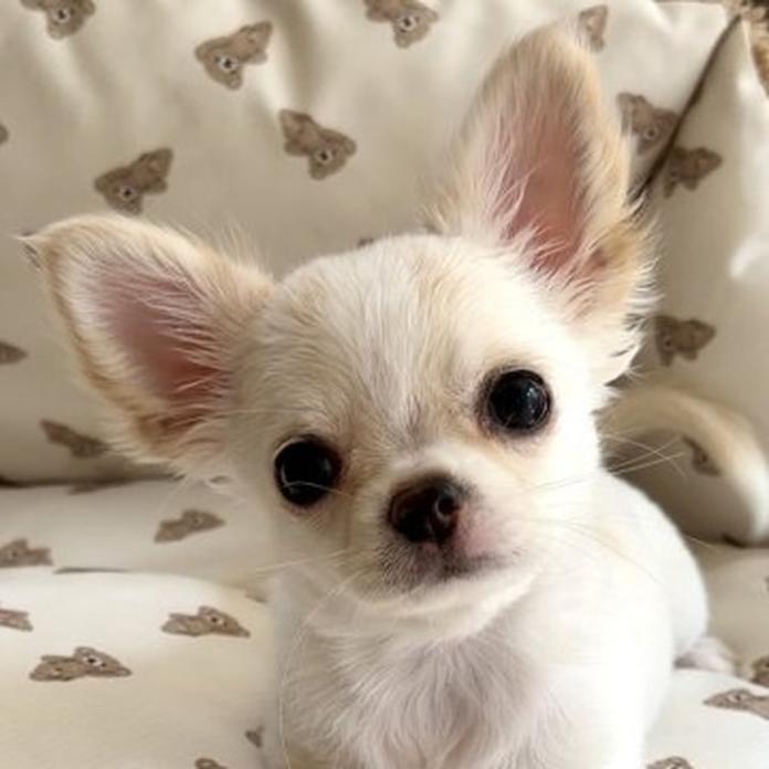 チワワ(ロング)(1326)の子犬情報