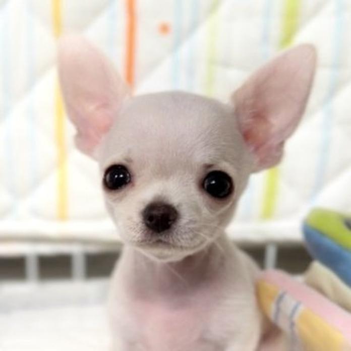 チワワ(スムース)(2063)の子犬情報