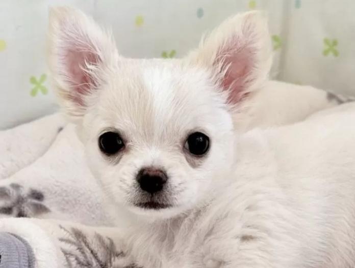 犬のプロフィール画像
