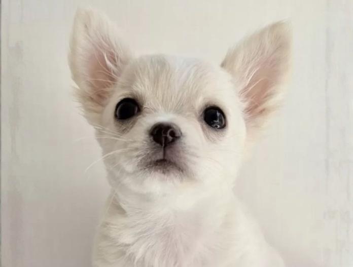 犬のプロフィール画像