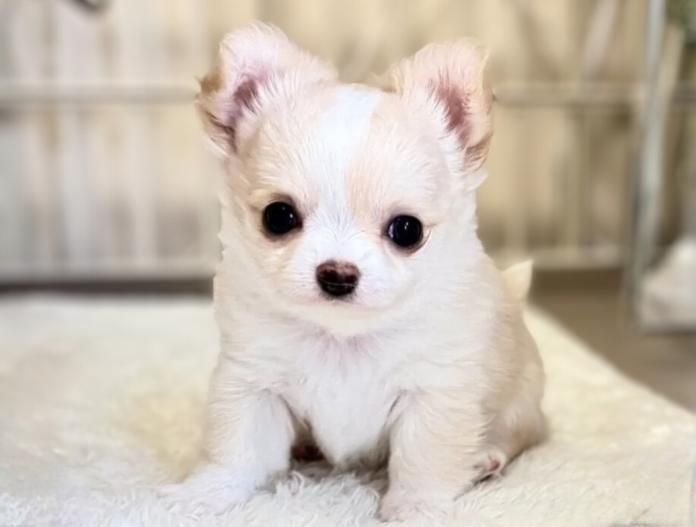 チワワ(ロング)(静岡県・男の子・2025/11/02・クリーム&ホワイト)の子犬情報! | 佐藤 景子ブリーダー(975)