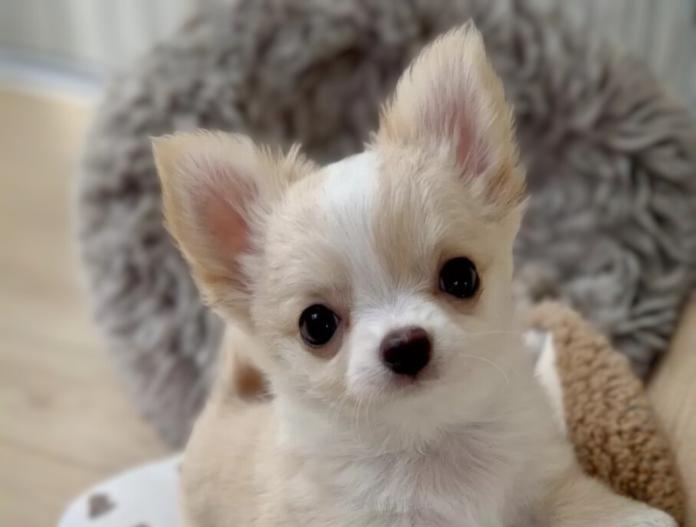チワワ(ロング)(静岡県・男の子・2025/11/02・クリーム&ホワイト)の子犬情報! | 佐藤 景子ブリーダー(975)