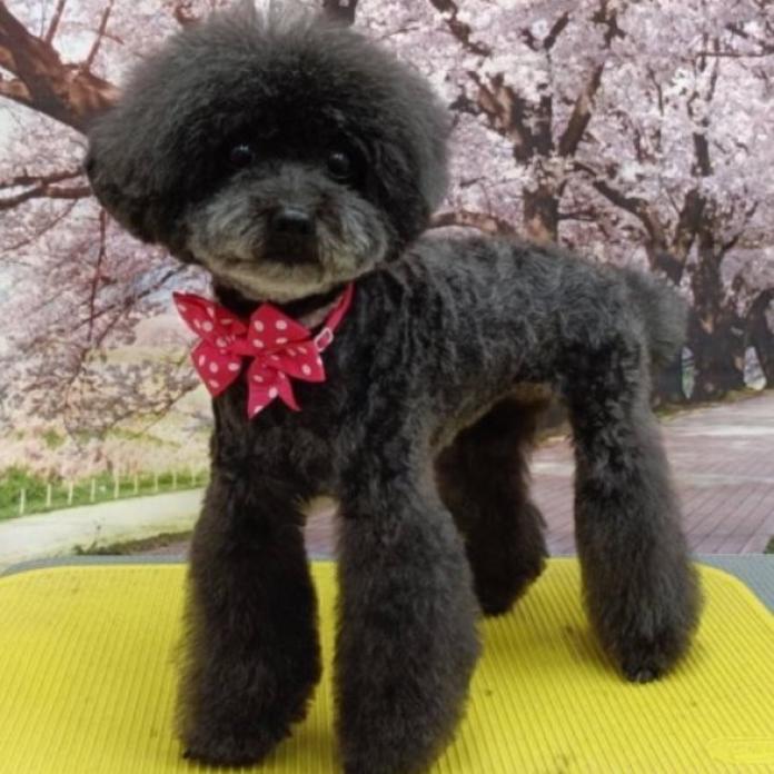 犬のプロフィール画像