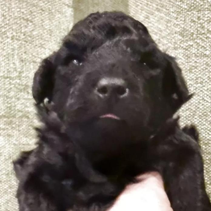 トイプードル(愛知県・男の子・2026/02/13・ブラック)の子犬情報! | 高山 美沙ブリーダー(1219)