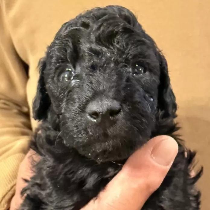 トイプードル(愛知県・男の子・2026/02/13・ブラック)の子犬情報! | 高山 美沙ブリーダー(1219)