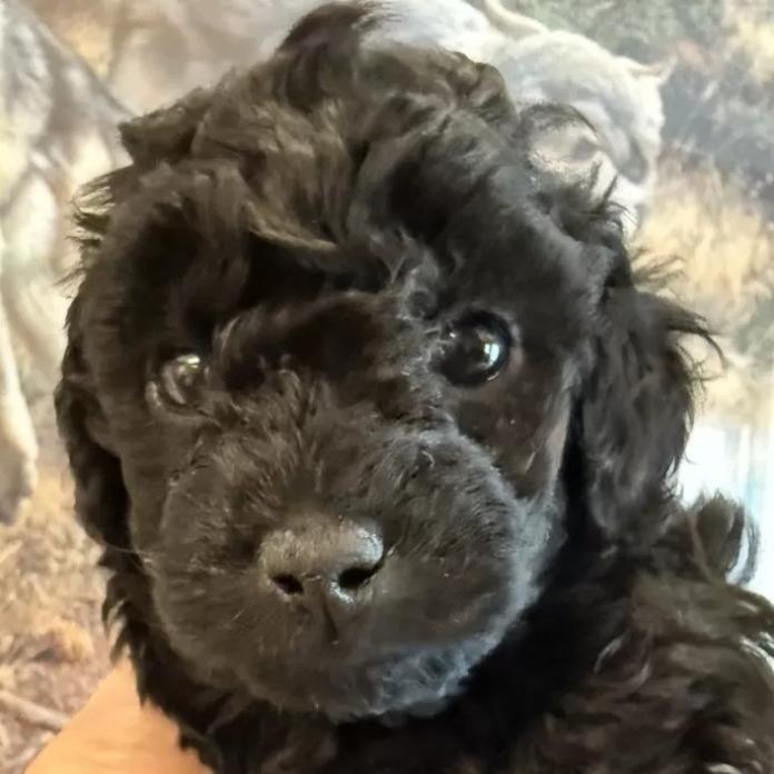 トイプードル(愛知県・男の子・2026/02/13・ブラック)の子犬情報! | 高山 美沙ブリーダー(1219)