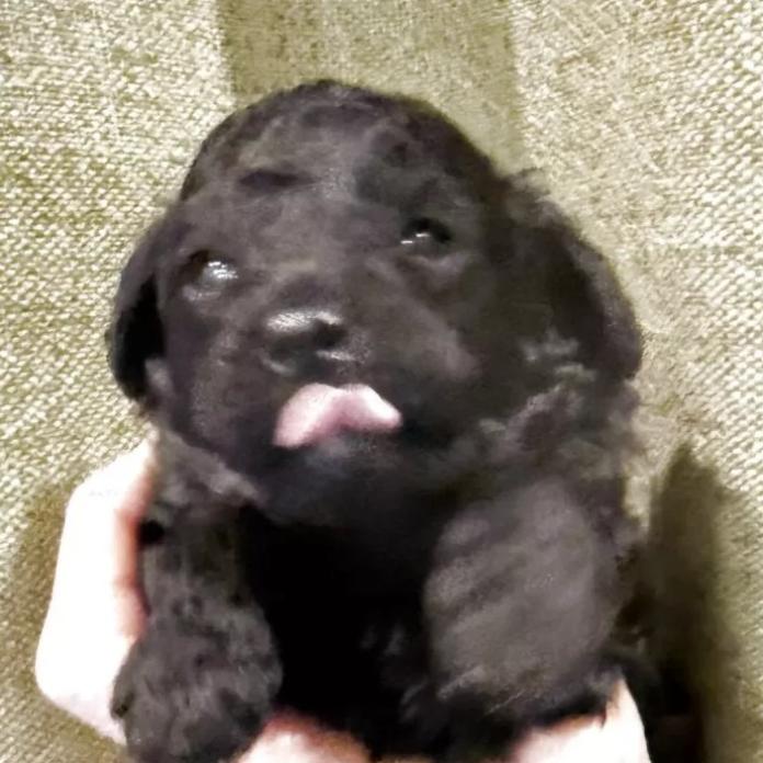 トイプードル(愛知県・女の子・2026/02/13・ブラック)の子犬情報! | 高山 美沙ブリーダー(1220)