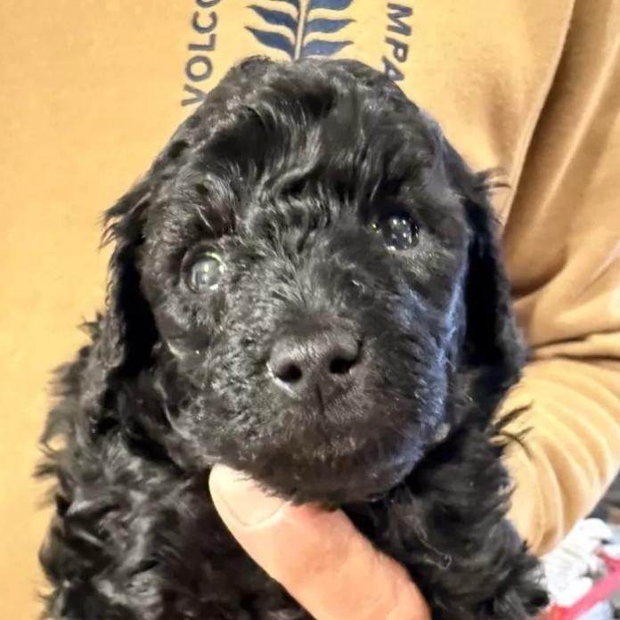 トイプードル(愛知県・女の子・2026/02/13・ブラック)の子犬情報! | 高山 美沙ブリーダー(1220)