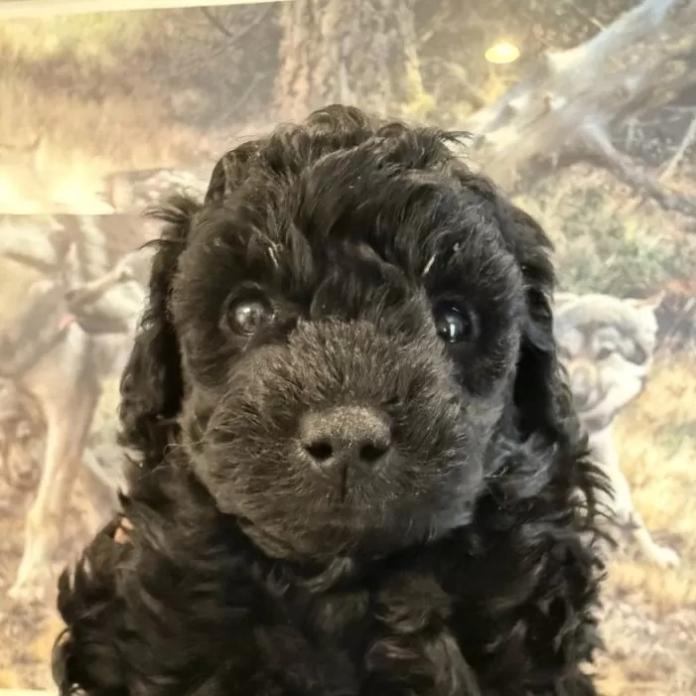 トイプードル(愛知県・女の子・2026/02/13・ブラック)の子犬情報! | 高山 美沙ブリーダー(1220)