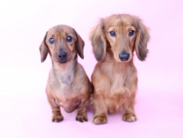 ブリーダー、犬に関する画像