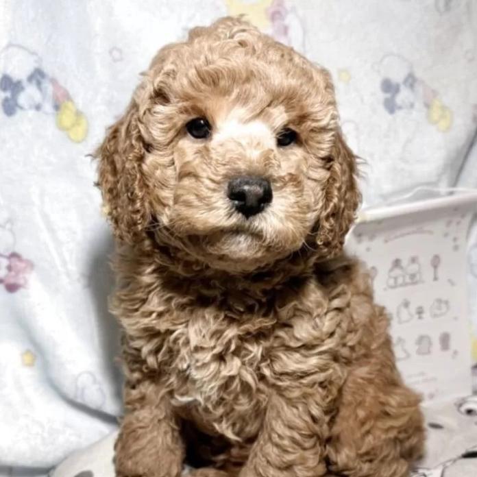 トイプードル(千葉県・男の子・2025/12/11・レッド)の子犬情報! | 山嵜 正則ブリーダー(1123)