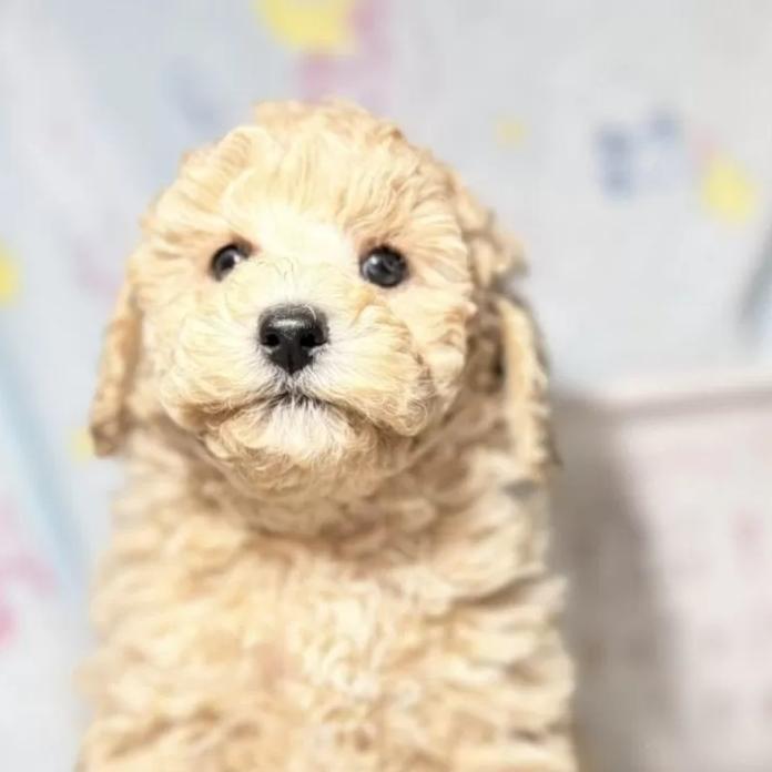 トイプードル(千葉県・女の子・2025/12/11・アプリコット)の子犬情報! | 山嵜 正則ブリーダー(1124)