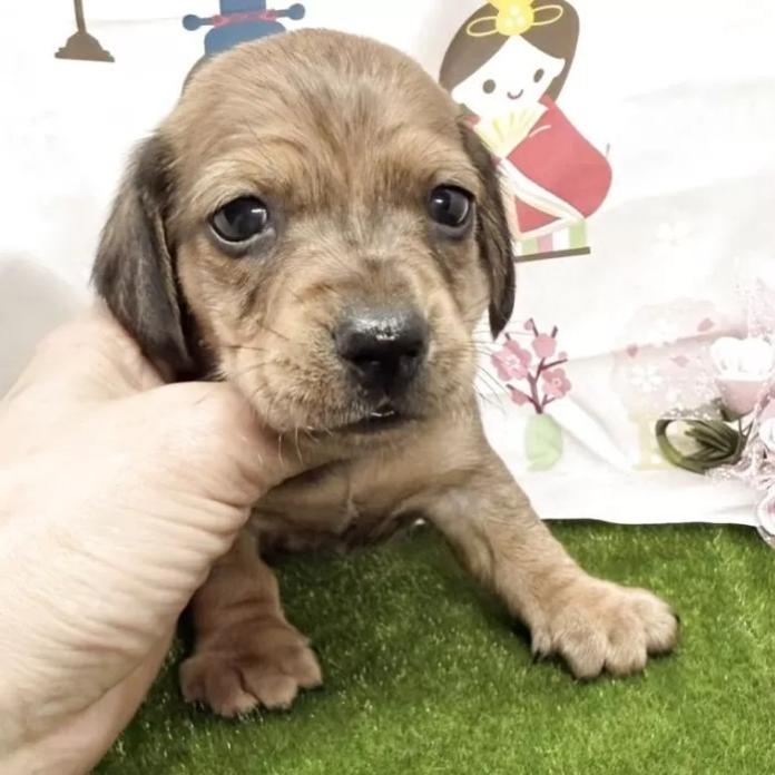 ミニチュアダックスフンド(スムース)(千葉県・男の子・2026/01/28・レッド)の子犬情報! | 山嵜 正則ブリーダー(1216)