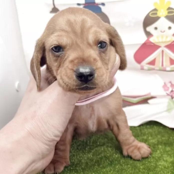 ミニチュアダックスフンド(スムース)(千葉県・女の子・2026/01/29・レッド)の子犬情報! | 山嵜 正則ブリーダー(1234)