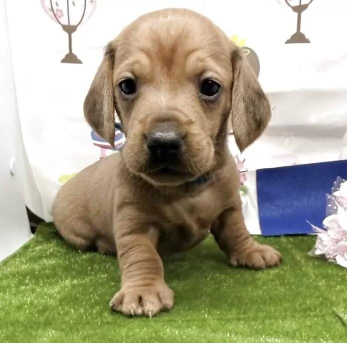 ミニチュアダックスフンド(スムース)(千葉県・男の子・2026/01/28・レッド)の子犬情報! | 山嵜 正則ブリーダー(1236)