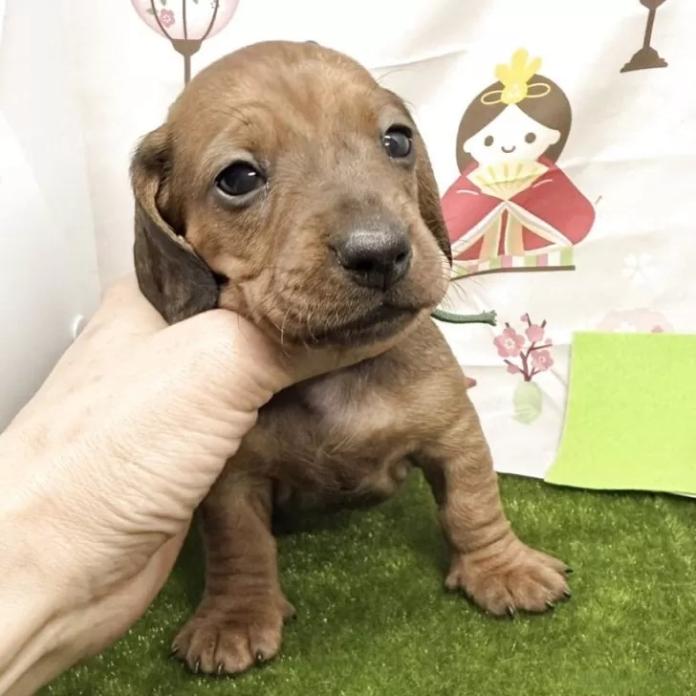 ミニチュアダックスフンド(スムース)(千葉県・男の子・2026/01/28・レッド)の子犬情報! | 山嵜 正則ブリーダー(1237)