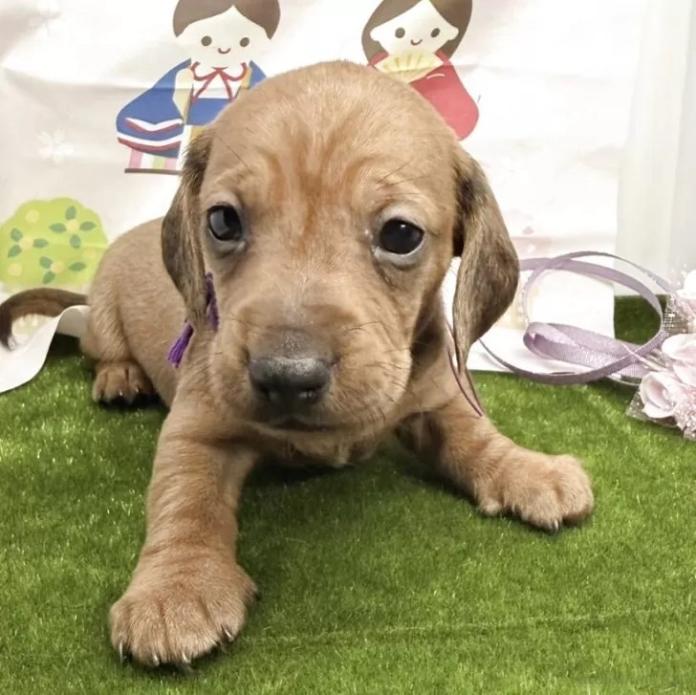 ミニチュアダックスフンド(スムース)(千葉県・男の子・2026/01/28・レッド)の子犬情報! | 山嵜 正則ブリーダー(1238)