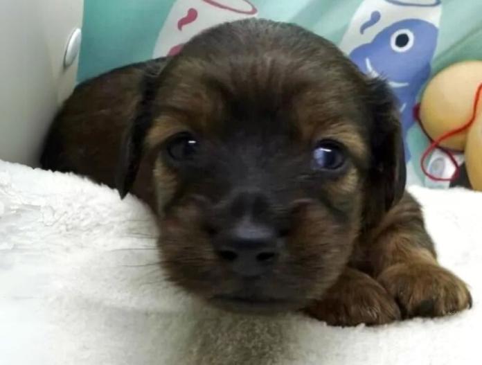 犬のプロフィール画像