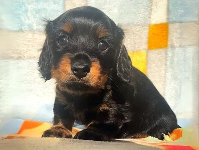 犬のプロフィール画像