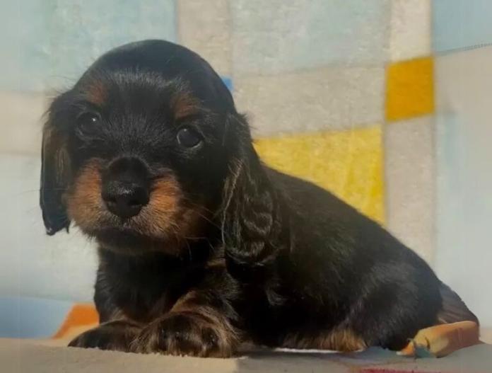 犬のプロフィール画像