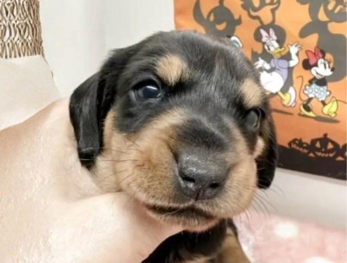 ミニチュアダックスフンド(スムース)(千葉県・女の子・2025/09/28・ブラックタン)の子犬情報! | 山嵜 正則ブリーダー(754)