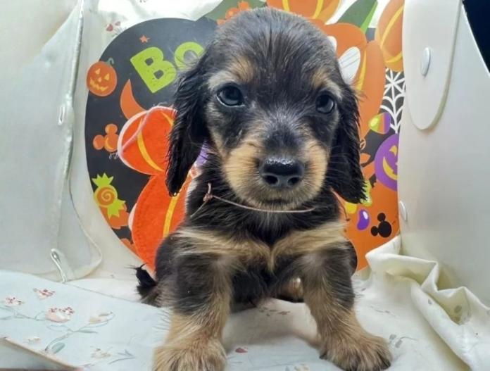 ミニチュアダックスフンド(ロング)(千葉県・女の子・2024/07/12・レッド)の子犬情報! | 山嵜 正則ブリーダー(854)