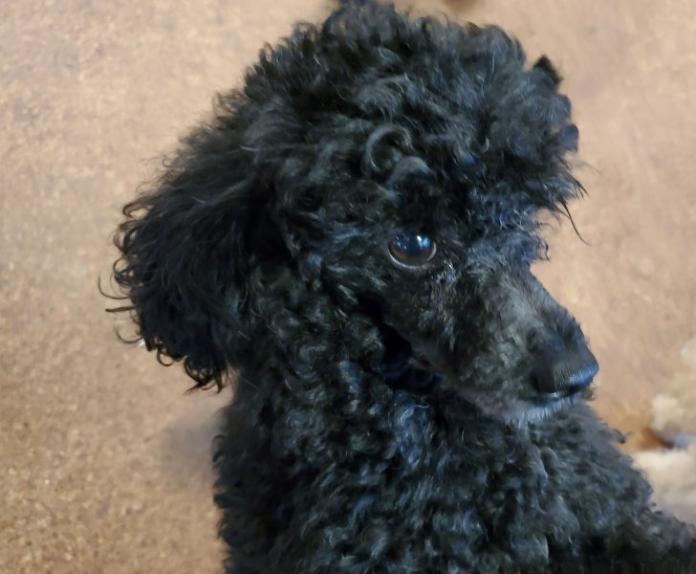 犬のプロフィール画像