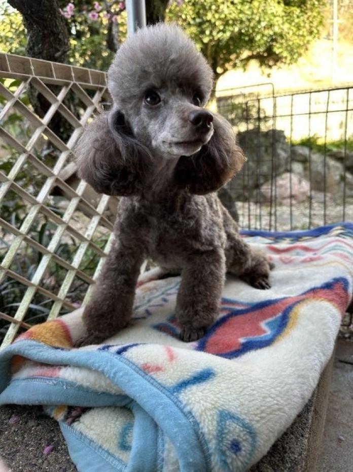 犬のプロフィール画像