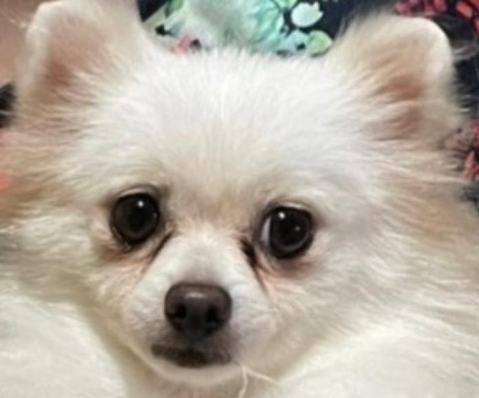 犬のプロフィール画像