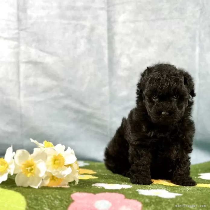 トイプードル(京都府・女の子・2025/12/02・ブラック)の子犬情報! | 管野 真美ブリーダー(1013)